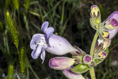 Brazos Beardtongue Spring 2025